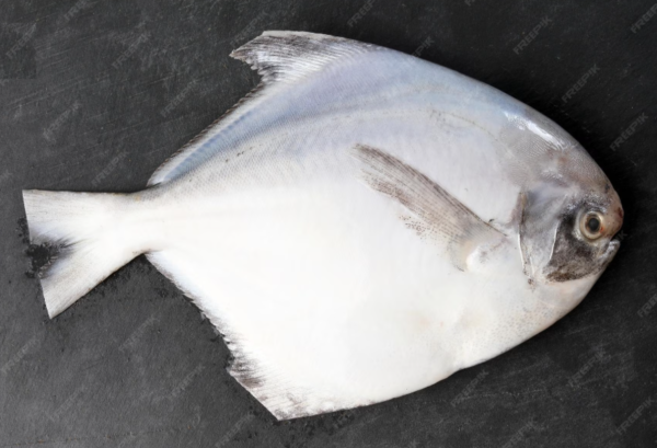 White Pomfret Fish